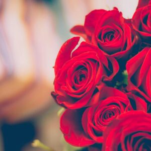 A beautiful close-up of blooming red roses with a soft, blurred background, perfect for romantic decor.