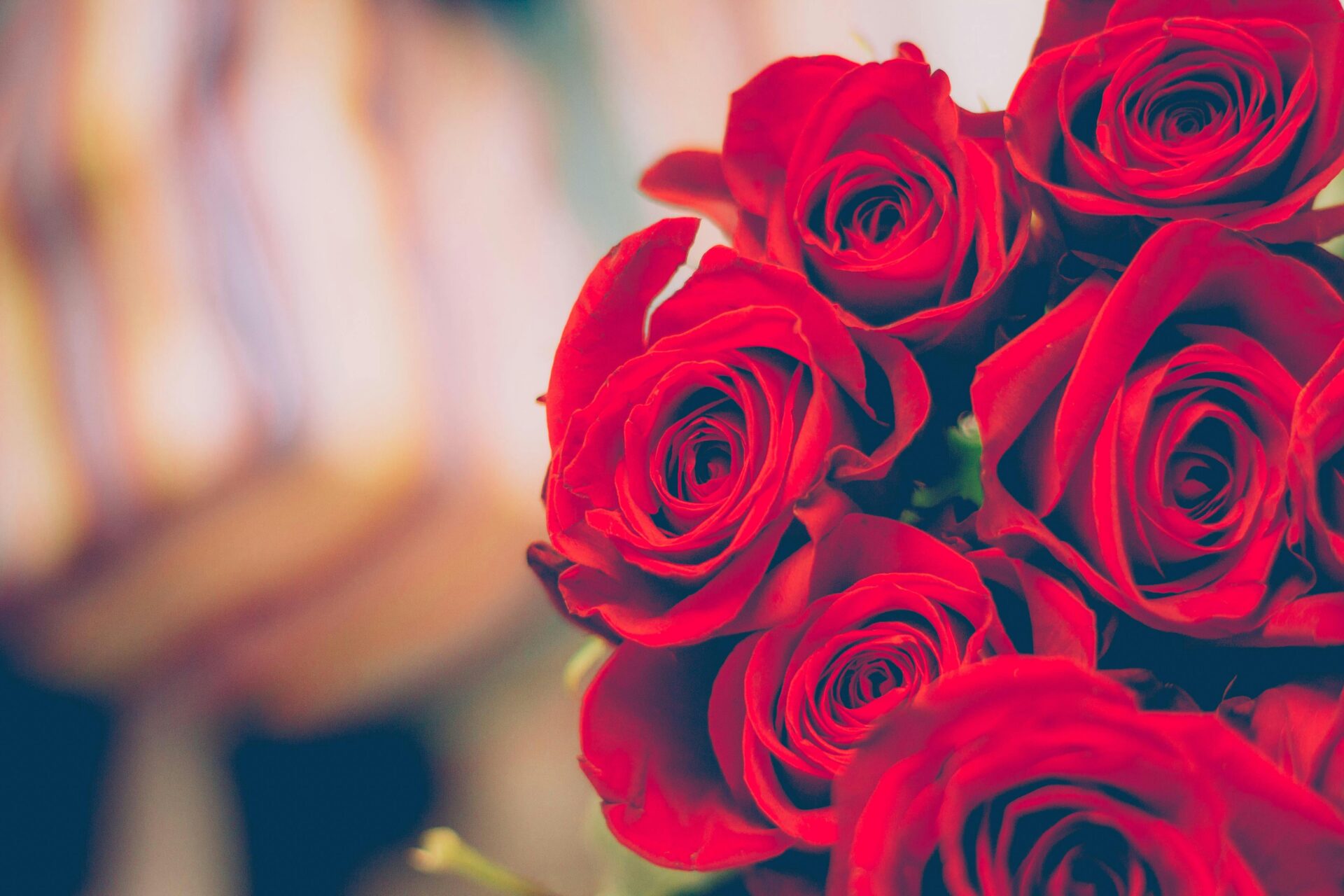 A beautiful close-up of blooming red roses with a soft, blurred background, perfect for romantic decor.