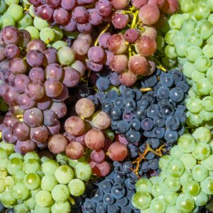 A vibrant close-up image showcasing a fresh, colorful assortment of green, red, and black grapes.